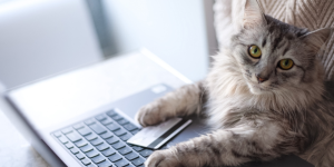 gato inteligencia artificial