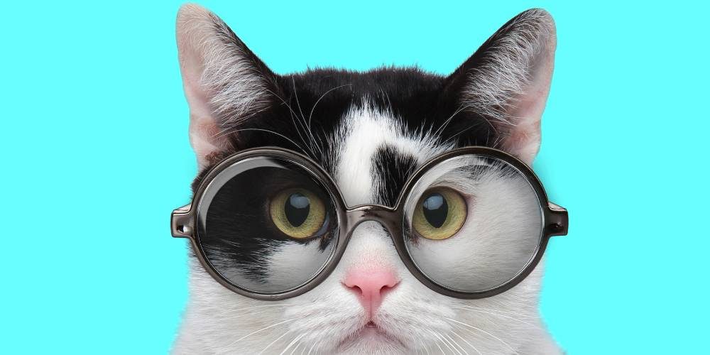 gato nerd legal test