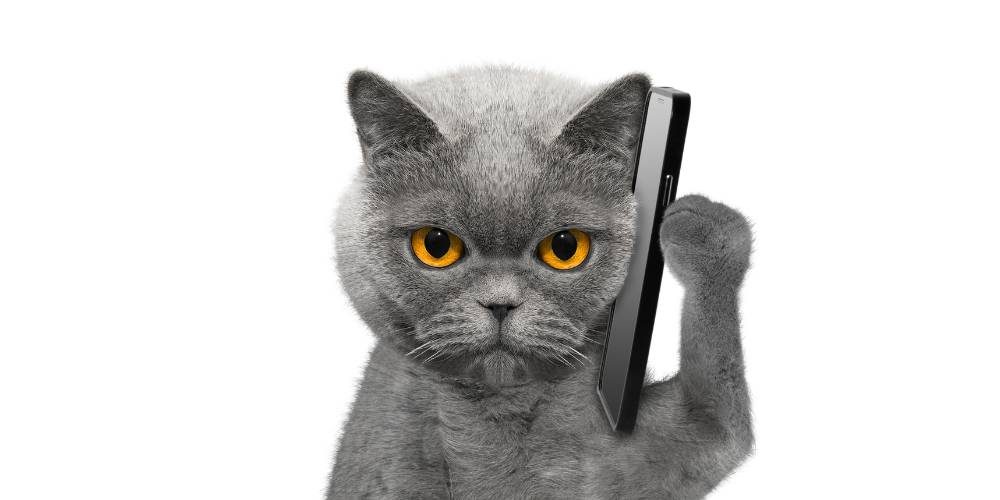 gato hablando por telefono