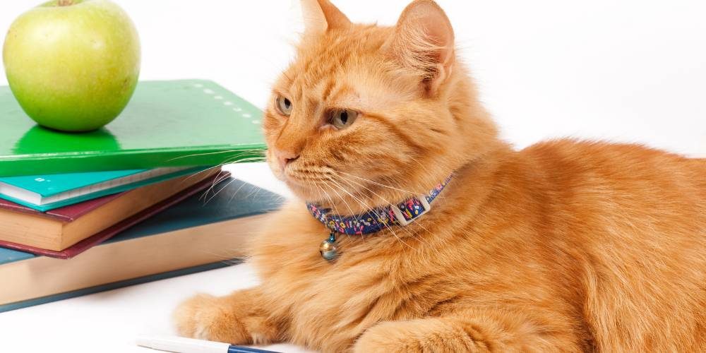 gato estudiante