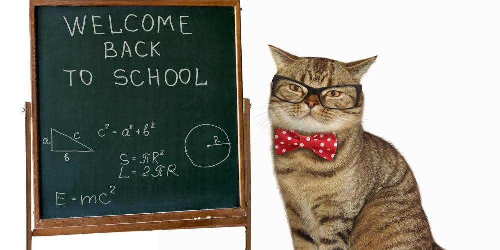 gato profesor legal test