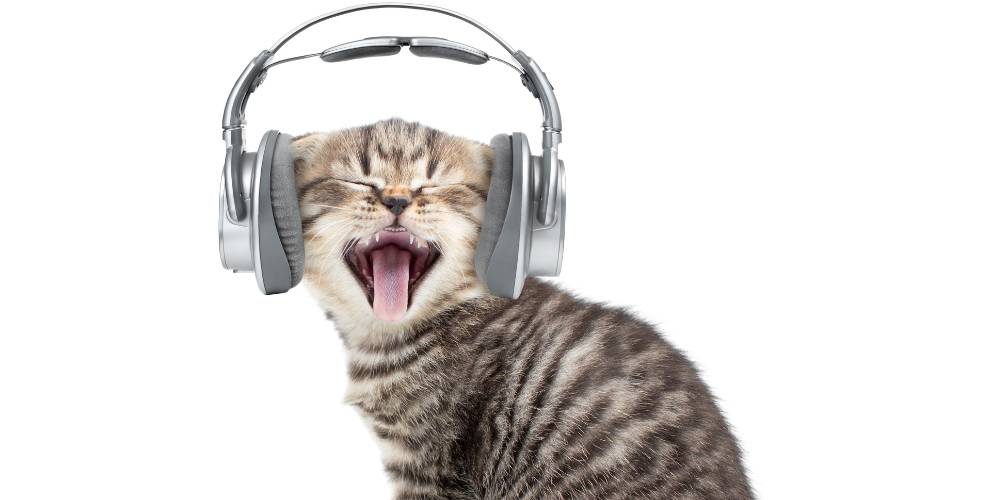 gato musico legl test