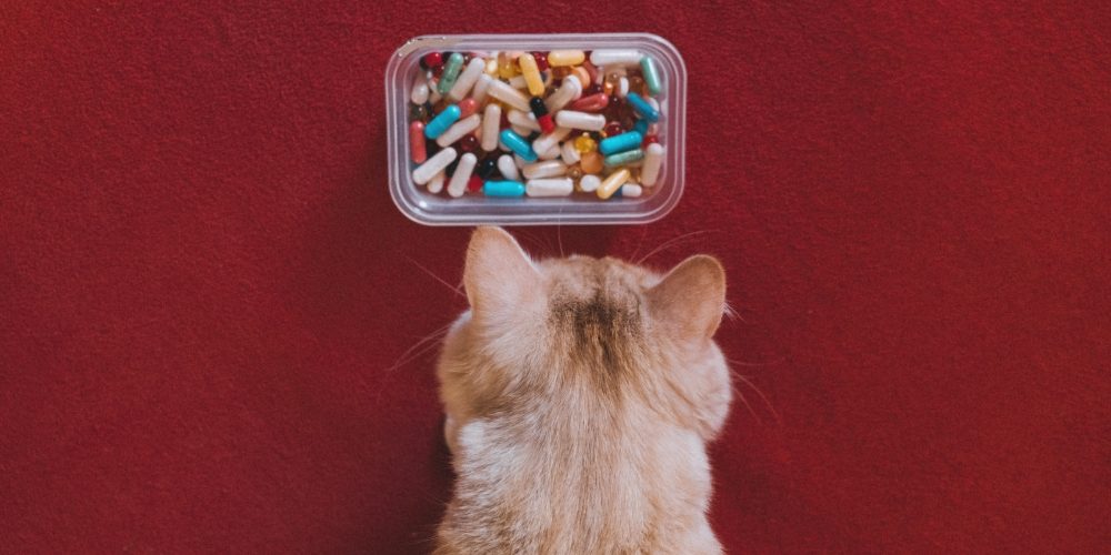 gato y pastillas